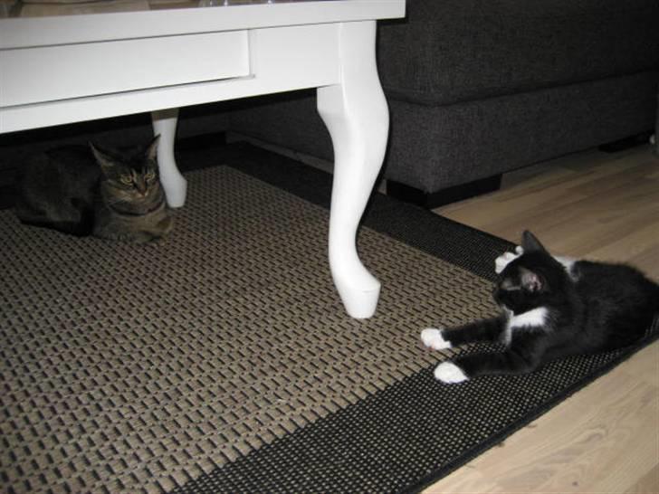 Blanding af racer Magnus billede 16