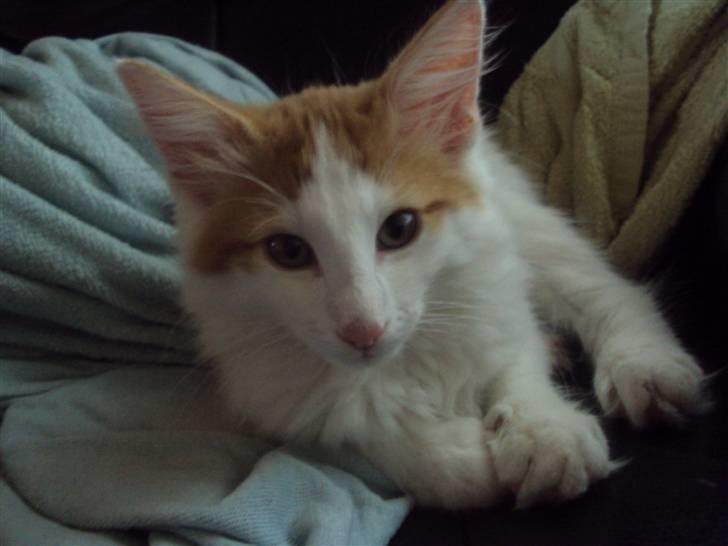 Norsk Skovkat DK Castris Jacob Black billede 18