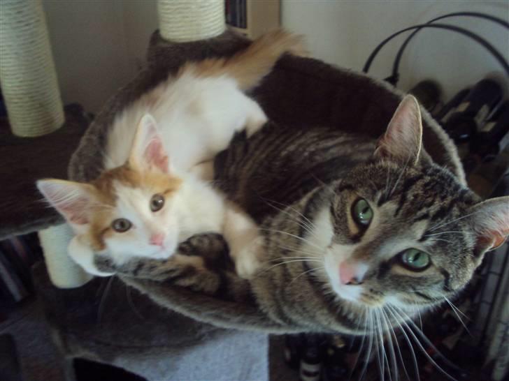 Norsk Skovkat DK Castris Jacob Black billede 19