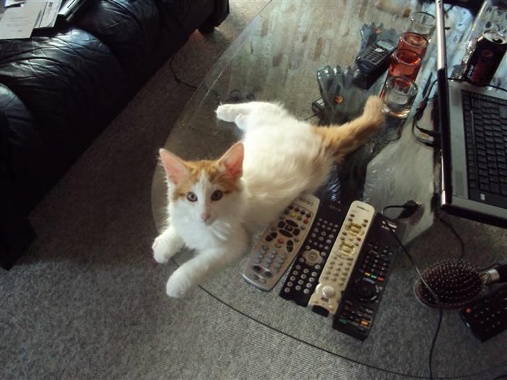 Norsk Skovkat DK Castris Jacob Black billede 20