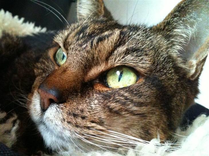 {{currentPhoto.altText}} billede {{currentPhoto.number}}