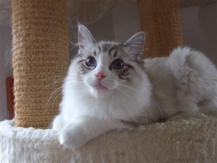 Ragdoll DK Vandoll F. Flashdance billede 1