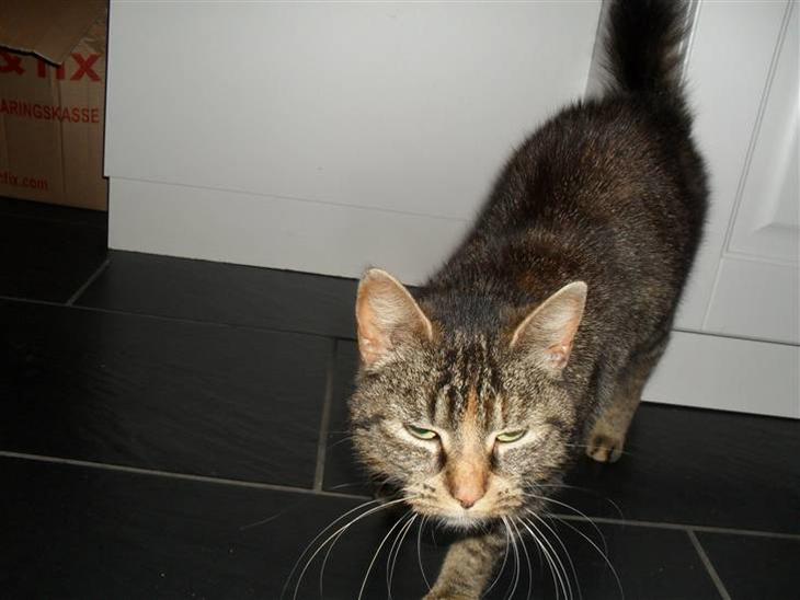 {{currentPhoto.altText}} billede {{currentPhoto.number}}