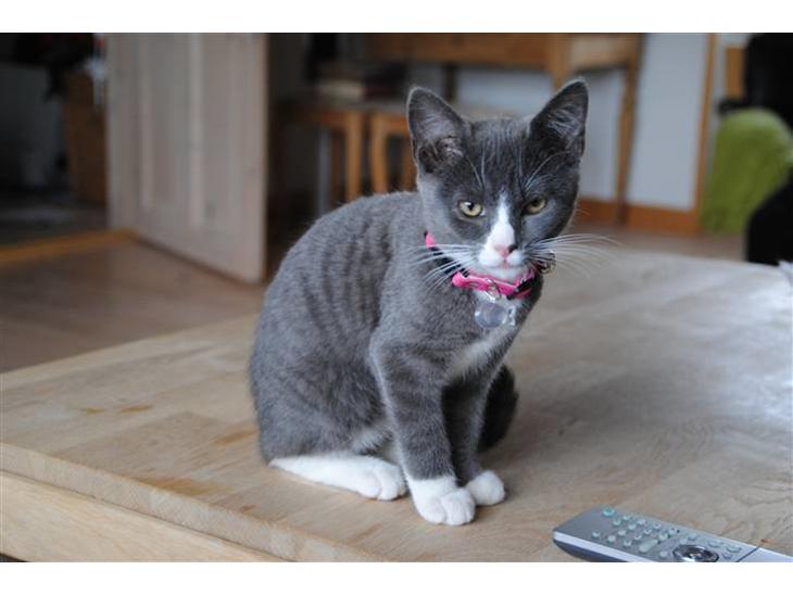 {{currentPhoto.altText}} billede {{currentPhoto.number}}