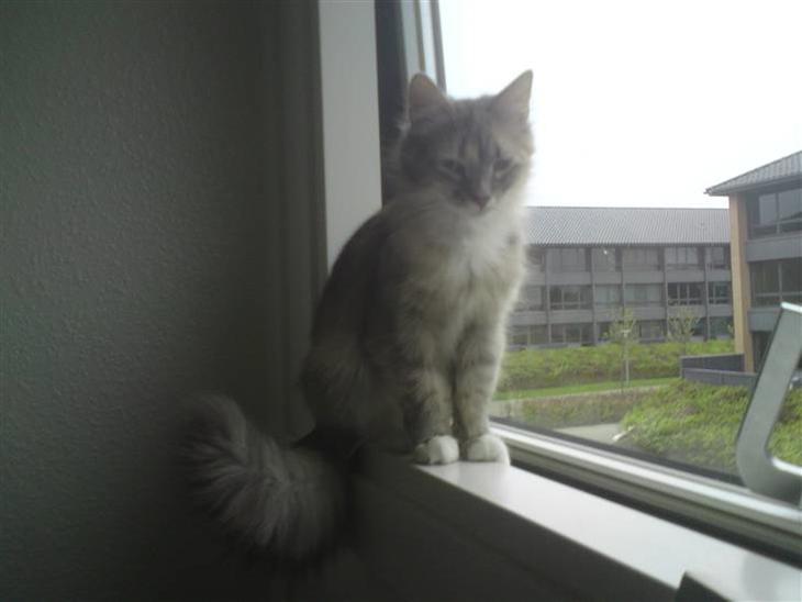 {{currentPhoto.altText}} billede {{currentPhoto.number}}