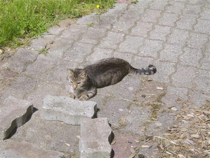 {{currentPhoto.altText}} billede {{currentPhoto.number}}