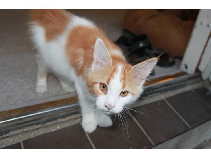 Maine Coon Oliver billede 1