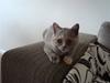 British Shorthair Pearl