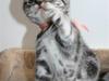 British Shorthair Iris af Clipper