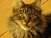 Maine Coon Luna