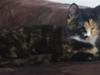 Huskat Cuba