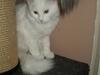 Maine Coon Lykkekatte Jolene