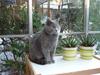 Chartreux Archimedes v Roit zu Hoya