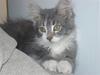 Maine Coon Tyson