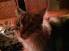 Maine Coon lille fix [ Himmelkat]