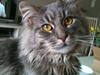 Maine Coon Sami