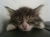 Maine Coon LizMis