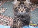 Maine Coon Tærte