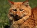 Norsk Skovkat Garfield