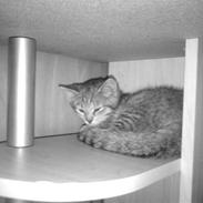 Blanding af racer Silke 