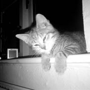 Blanding af racer Silke 