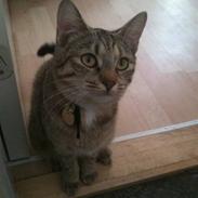 Blanding af racer Silke 