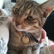 Blanding af racer Silke 