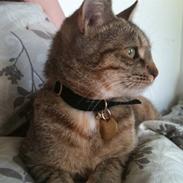 Blanding af racer Silke 