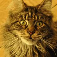 Maine Coon Luna