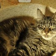 Maine Coon Luna