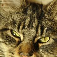 Maine Coon Luna