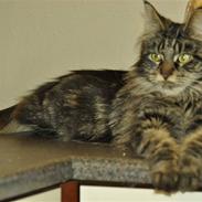 Maine Coon Luna
