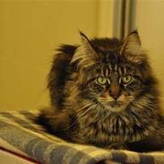 Maine Coon Luna