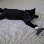 Blanding af racer Zorro