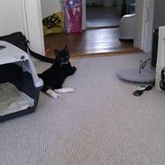 Blanding af racer Zorro