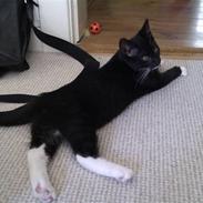 Blanding af racer Zorro