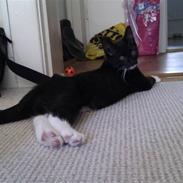 Blanding af racer Zorro