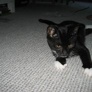 Blanding af racer Zorro