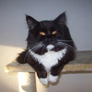 Maine Coon Troels