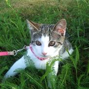 Huskat tiger gyldenlev brønnum