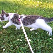 Huskat tiger gyldenlev brønnum