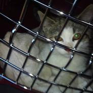 Huskat tiger gyldenlev brønnum