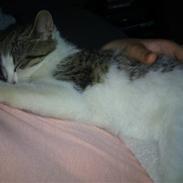 Huskat tiger gyldenlev brønnum