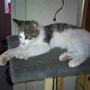 Huskat tiger gyldenlev brønnum