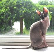 Sphynx Nereus