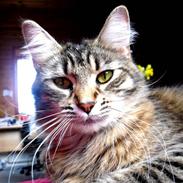 Maine Coon Mellow