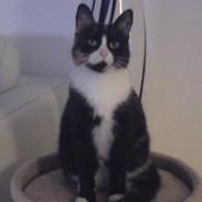 Huskat Misja