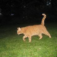 Huskat Stoffer