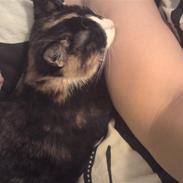 Huskat Misja