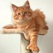 Maine Coon Chessy